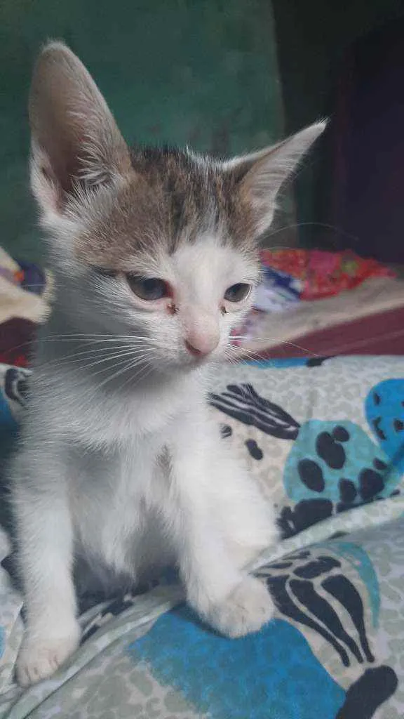 Gato ra a  idade 2 a 6 meses nome Gatos