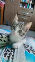 Gatos