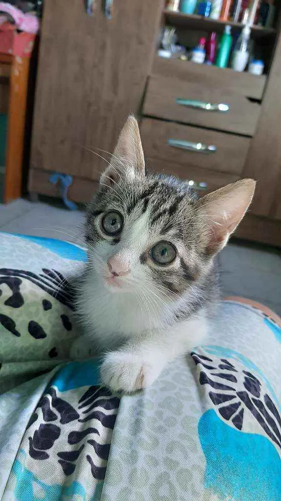 Gato ra a  idade 2 a 6 meses nome Gatos