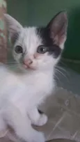 Gatos