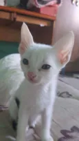 Gatos