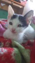 Gatos