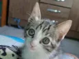 Gatos