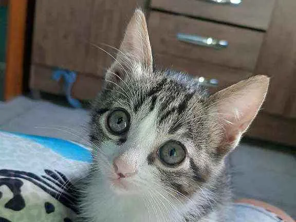 Gato ra a  idade 2 a 6 meses nome Gatos