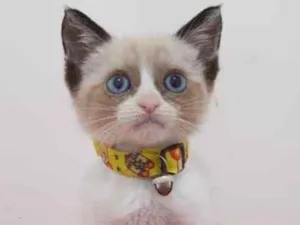 Gato raça Srd idade 2 a 6 meses nome Luizinho 