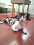 Tricolor