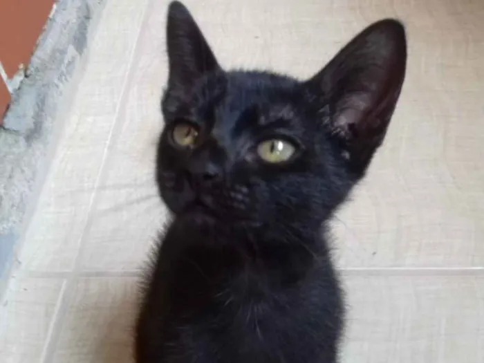 Gato raça SRD idade 2 a 6 meses nome S/n