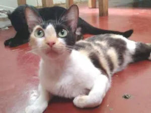 Gato raça Sem raça definida idade 2 anos nome Tricolor