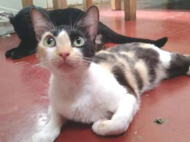 Gato ra a Sem raça definida idade 2 anos nome Tricolor