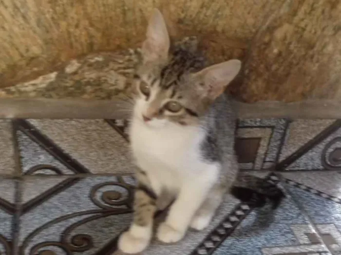 Gato raça SRD idade 2 a 6 meses nome S/n
