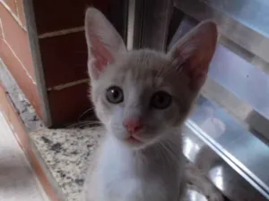Gato raça Srd idade 2 a 6 meses nome S/n
