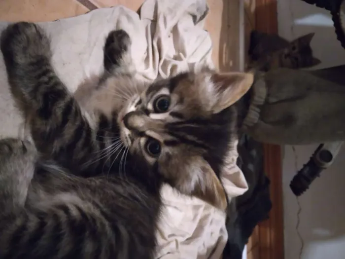 Gato ra a  idade Abaixo de 2 meses nome kilinda
