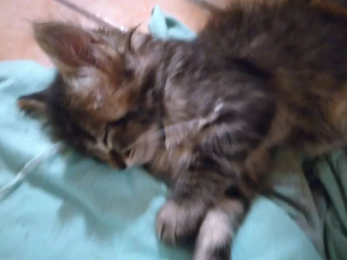 Gato ra a  idade Abaixo de 2 meses nome kilinda