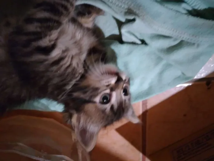 Gato ra a  idade Abaixo de 2 meses nome kilinda