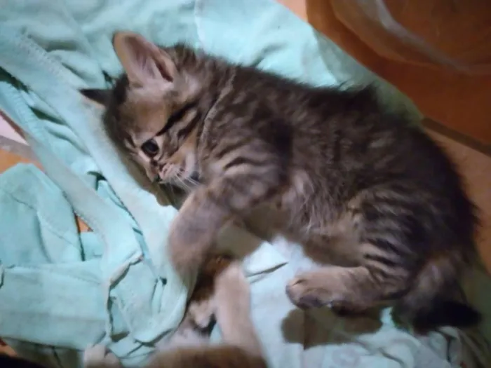 Gato ra a  idade Abaixo de 2 meses nome kilinda