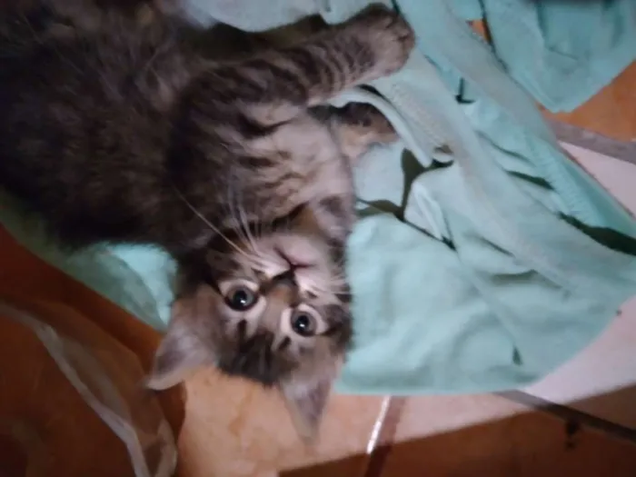 Gato ra a  idade Abaixo de 2 meses nome kilinda