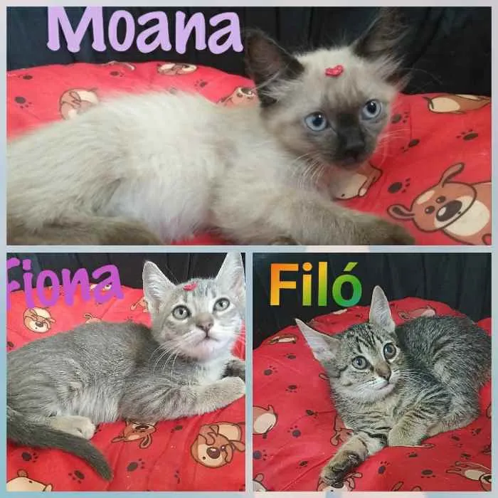 Gato ra a Srd idade Abaixo de 2 meses nome Moana Filó e Fiona