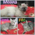 Moana Filó e Fiona