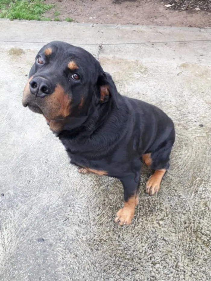 Cachorro raça Rottweiler idade 4 anos nome Priest