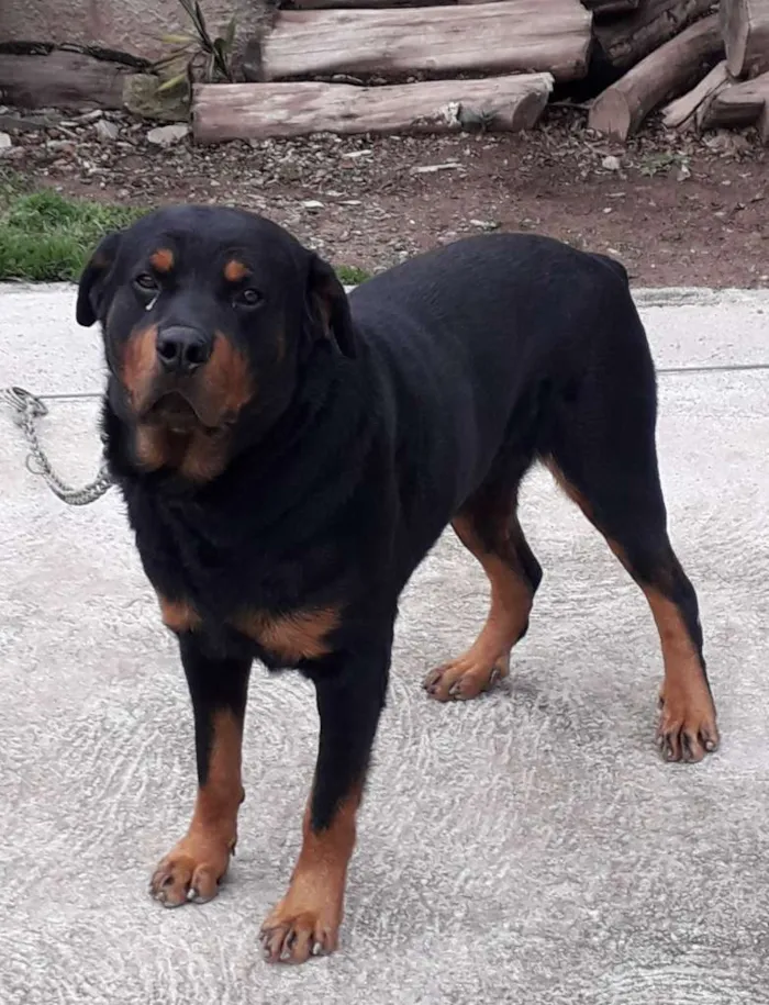 Cachorro raça Rottweiler idade 4 anos nome Priest