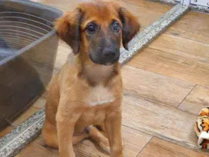 Cachorro raça SRD idade 2 a 6 meses nome BORIS 