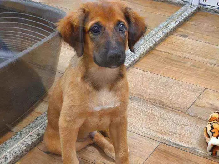 Cachorro ra a SRD idade 2 a 6 meses nome BORIS 