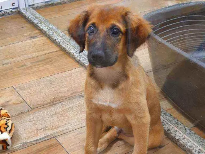 Cachorro ra a SRD idade 2 a 6 meses nome BORIS 