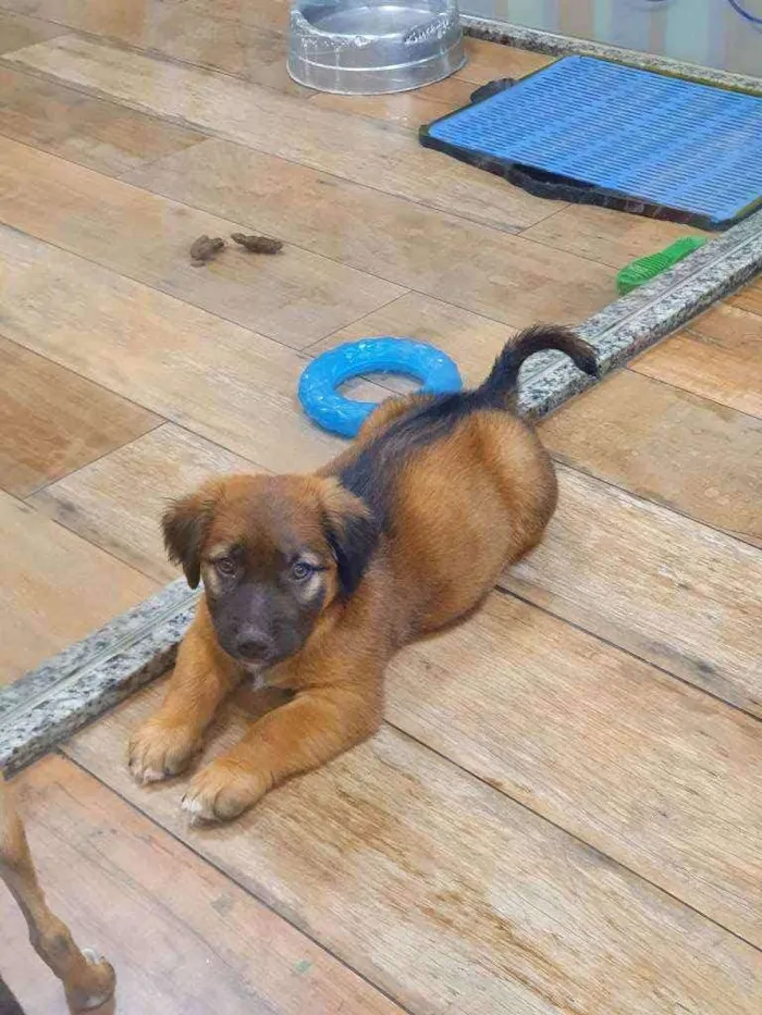 Cachorro ra a SRD idade 2 a 6 meses nome THEODORO