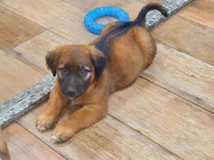 Cachorro ra a SRD idade 2 a 6 meses nome THEODORO