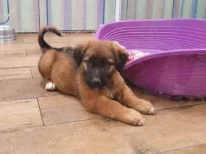 Cachorro raça SRD idade 2 a 6 meses nome THEODORO