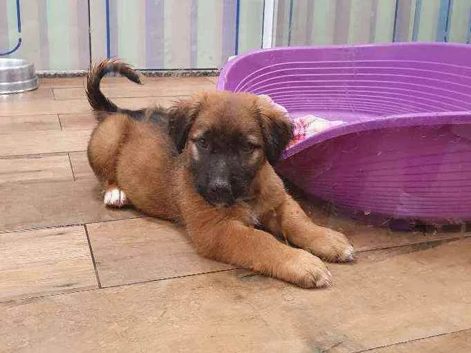 Cachorro ra a SRD idade 2 a 6 meses nome THEODORO