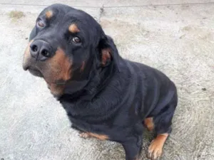 Cachorro raça Rottweiler idade 4 anos nome Priest