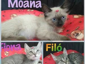 Gato raça Srd idade Abaixo de 2 meses nome Moana Filó e Fiona