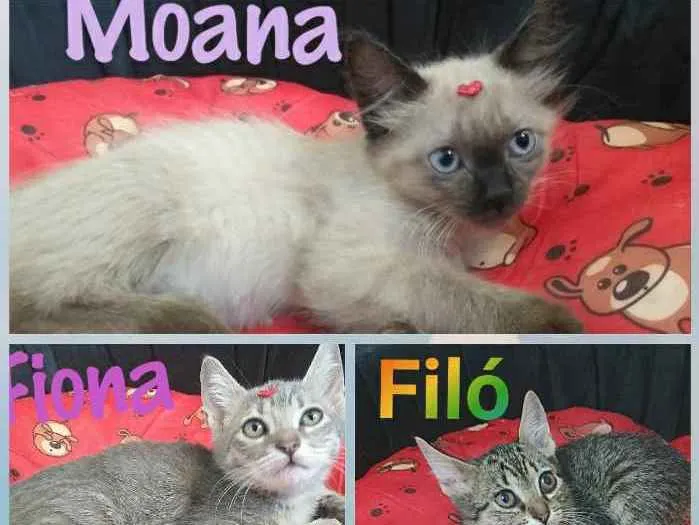 Gato ra a Srd idade Abaixo de 2 meses nome Moana Filó e Fiona