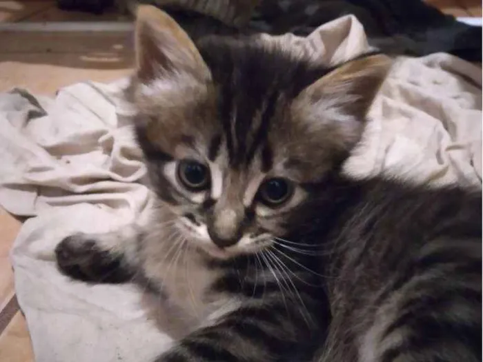 Gato ra a  idade Abaixo de 2 meses nome kilinda