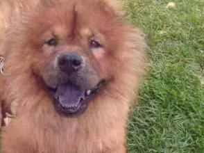 Cachorro ra a Chow chow idade 6 ou mais anos nome Scot