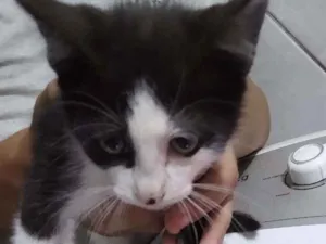 Gato raça Sem racas idade 2 a 6 meses nome Sem nomes