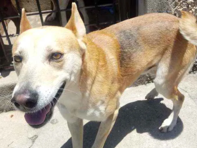 Cachorro raça Srd idade 1 ano nome TROVÃO