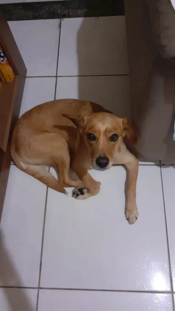 Cachorro ra a Vira lata  idade 6 ou mais anos nome Nina  e pretinha 