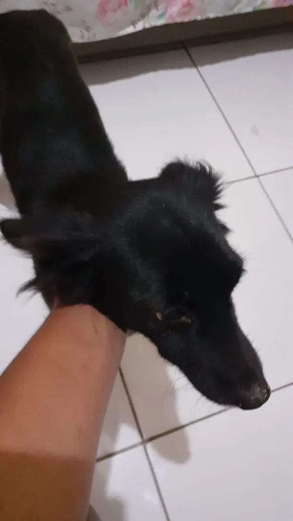 Cachorro ra a Vira lata  idade 6 ou mais anos nome Nina  e pretinha 