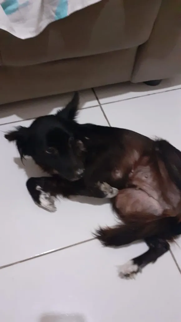 Cachorro ra a Vira lata  idade 6 ou mais anos nome Nina  e pretinha 