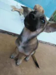 Pequena