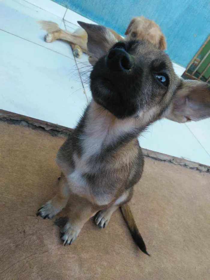 Cachorro ra a Vira-lata idade 7 a 11 meses nome Pequena