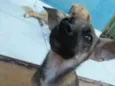 Pequena
