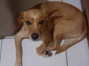 Cachorro raça Vira lata  idade 6 ou mais anos nome Nina  e pretinha 