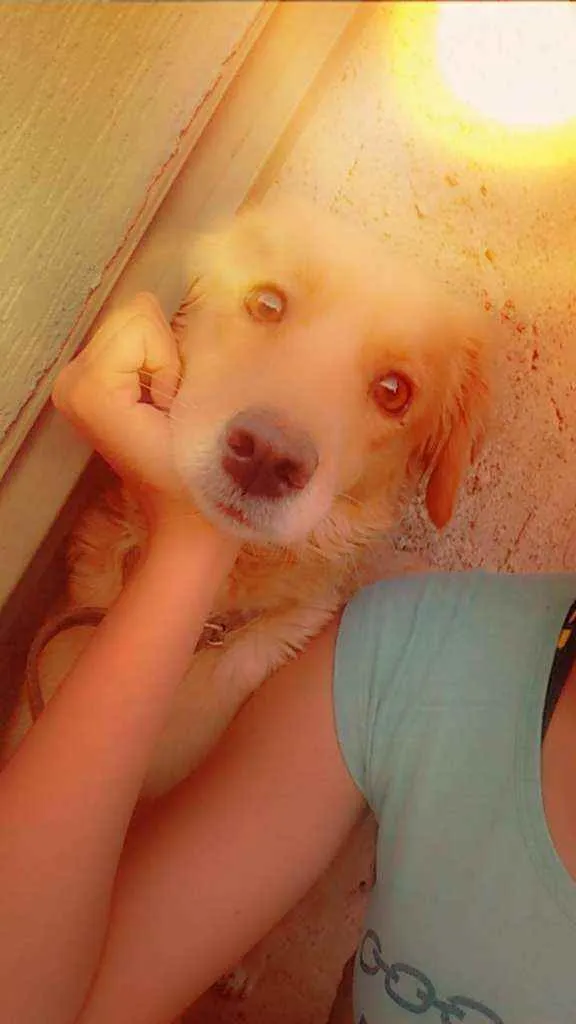 Cachorro ra a Vira-lata idade 4 anos nome Kiara