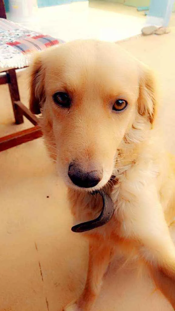 Cachorro ra a Vira-lata idade 4 anos nome Kiara