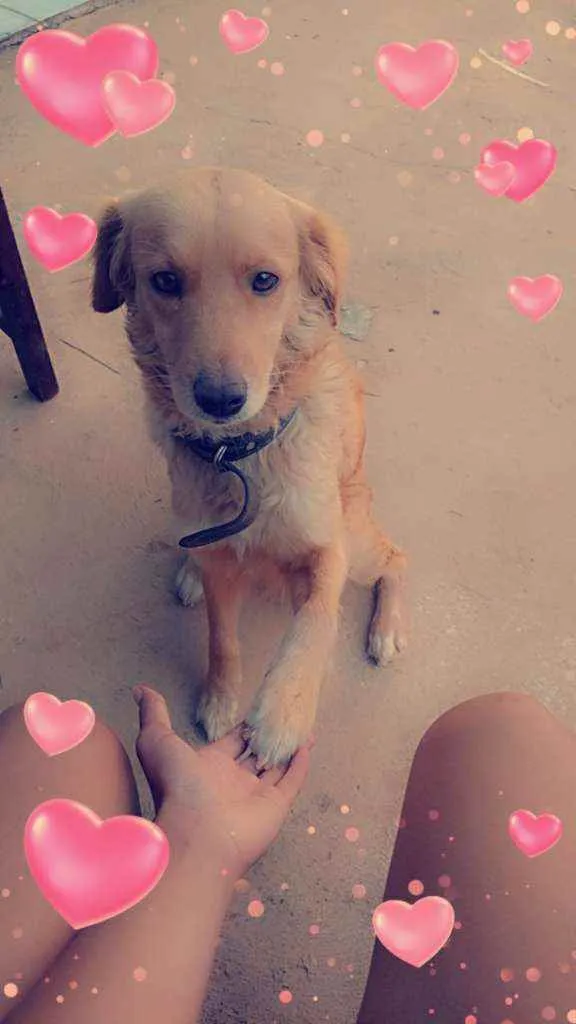 Cachorro ra a Vira-lata idade 4 anos nome Kiara