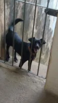 Pretinha