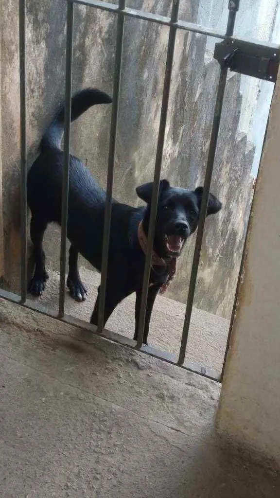 Cachorro ra a Srd idade 2 anos nome Pretinha